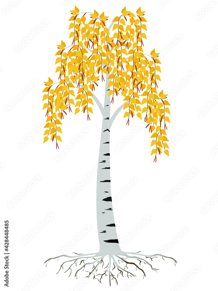 Canvas Prints autumn birch tree with roots on a white background.