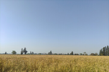 Obraz premium wheat field in the summer.A photo of golden wheat fields in Egypt 