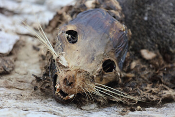 Neuseeländischer Seebär / New Zealand fur seal / Arctocephalus forsteri.