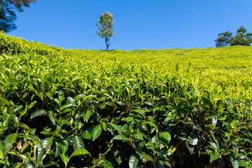 Teefelder in Nuwara Eliya auf Sri Lanka 