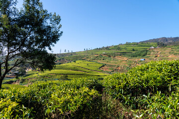 Fototapeta na wymiar Teefelder in Nuwara Eliya auf Sri Lanka 