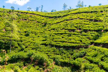 Bahnfahrt von Nuwara Eliya Nanuoya nach Ella die wohl sch&ouml;nste Bahnstrecke der Welt, vorbei an Teefelder und riesige Berge
