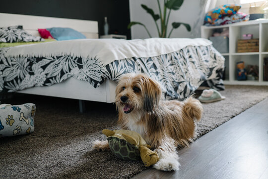 dog playing with a stuffed animal in a room