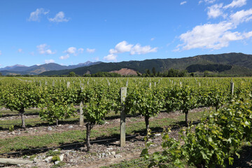Fototapeta na wymiar Neuseeland - Weingarten / New Zealand - Vineyard