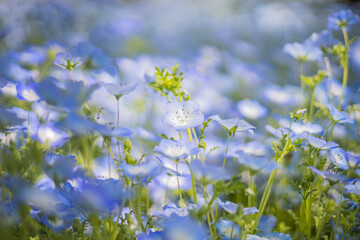 《花》ネモフィラ　青色　クローズアップ