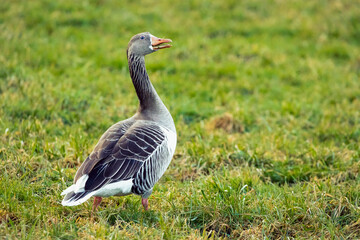 Gans