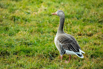 Gans