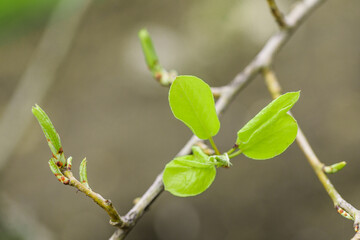 young leaves wake up on the trees spring comes - Image