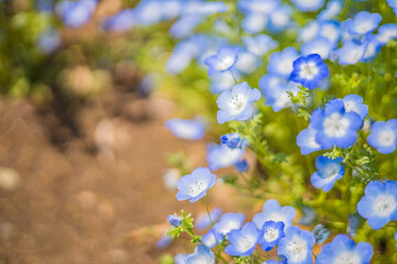 《花》ネモフィラ　青色　クローズアップ