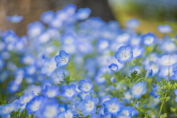 《花》ネモフィラ　青色　クローズアップ