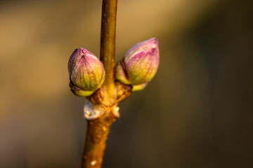Knospen