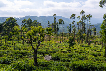 Bahnfahrt von Nuwara Eliya Nanuoya nach Ella die wohl schönste Bahnstrecke der Welt, vorbei an Teefelder und riesige Berge
