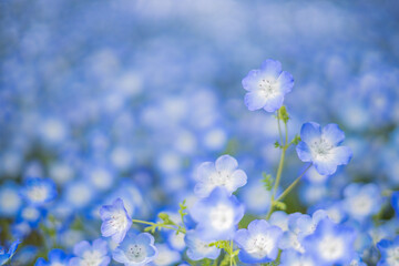 《花》ネモフィラ　青色　クローズアップ