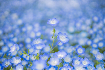 《花》ネモフィラ　青色　クローズアップ