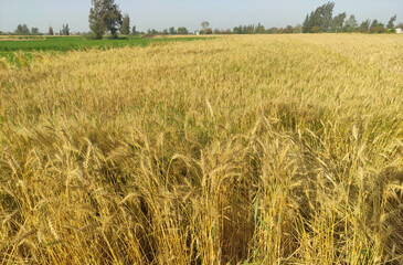 golden wheat field.A photo of golden wheat fields in Egypt 