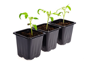 Plastic containers with young green growing seedlings of tomatoes isolated on white