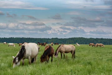 Fototapeta na wymiar Young beautiful horses graze on the meadow in summer.