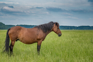 Young beautiful horses graze on the meadow in summer.