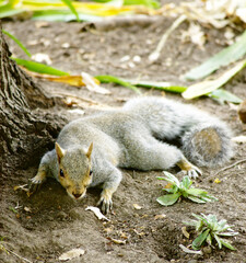 Naklejka na ściany i meble Squirrel Playing At The Park.