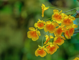 Closeup of a dendrobium lindley orchid. Green bokeh background.