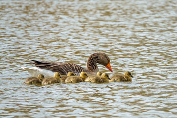 greylag goose family with their freshly hatched chicks swimming on the lake