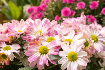 Obraz premium chrysanthemum flowers
