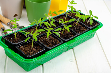 Spring growing vegetable seedlings in container, organic farming concept.