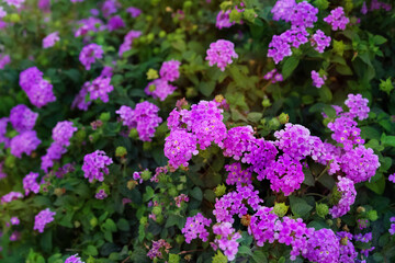 Obraz premium Pink Lantana camara flowers in a garden in the morning.