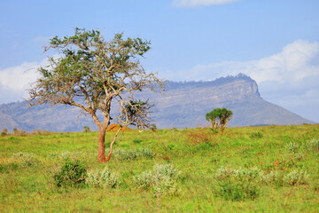 Trees in an African savanna