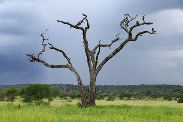 Dry tree in a savanna