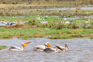 Great white pelicans