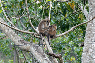 Ella Natur Paradies auf Sri Lanka