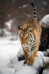 A tiger in the forest enjoys the fresh snow.