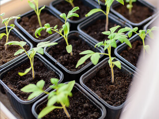 tomato seedlings in cardboard containers, on the windowsill
