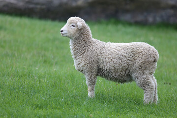 Romneyschaf / Romney sheep / Ovis.