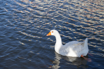 white goose with orange beak on the background of a beautiful landscape