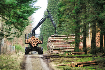 Heavy equipment loading huge logs in a trailer