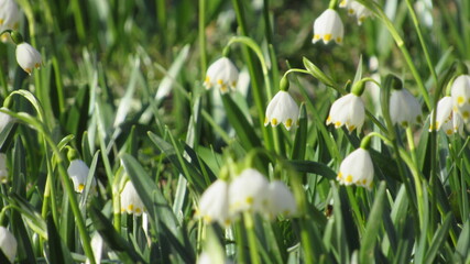 white snowdrops in the garden. white spring flowers