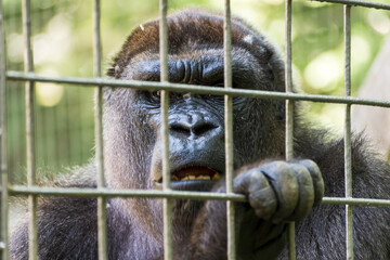 Selective focus shot of a gorilla in the cage © Ashok Bhattarai/Wirestock