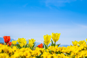 チューリップと青空