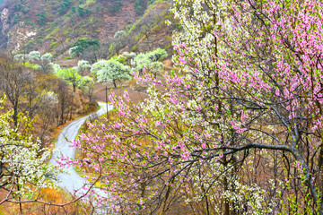 On a rainy day, the pear trees on the hillside are full of white pear flowers
