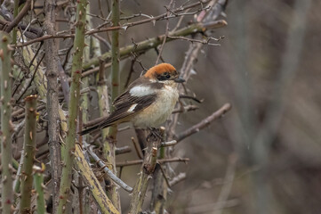 Woodchat Shrike (lanius senator) perched on a branch.Portrait of a colourful songbird.