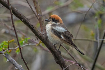 Woodchat Shrike (lanius senator) perched on a branch.Portrait of a colourful songbird.