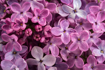 Fototapeta na wymiar Floral background of tiny flowers of Lilac. Flat lay. Selective focus.