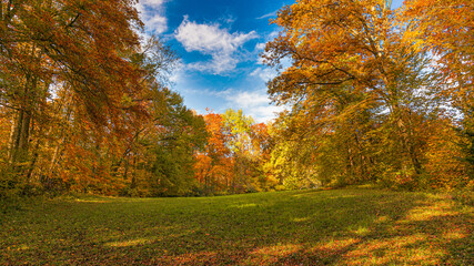 Waldlichtung im Herbst