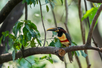 The Collared aracari or Collared araçari (Pteroglossus torquatus)