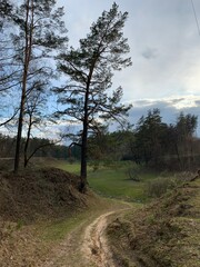 Весенний лес