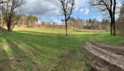 trees in the field