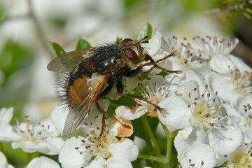 Fly (Tachina fera) on flowers - South of France