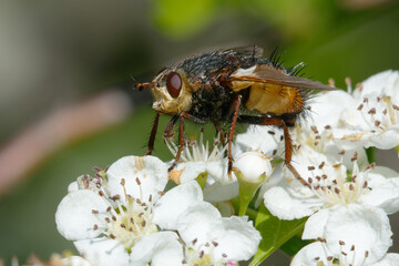 Fly (Tachina fera) on flowers - South of France